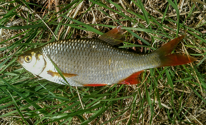 Včera jsem vybral klukům feederové pruty, a tak mi nezbylo než je otestovat na našem oblíbeném místě Obědovického písáku. Plotice už jdou pomalu do tření, a tak vítanou náhradou se stali překrásně vybarvení perlíni. Na závěr jsem si vyvodil kapra padesátníka na čtrnáctku silon a i přes nepříjemný vítr jsem si to odpoledne krásně užil. Pruty jsou teprve v záběhu, ale obstály a já je můžu předat.