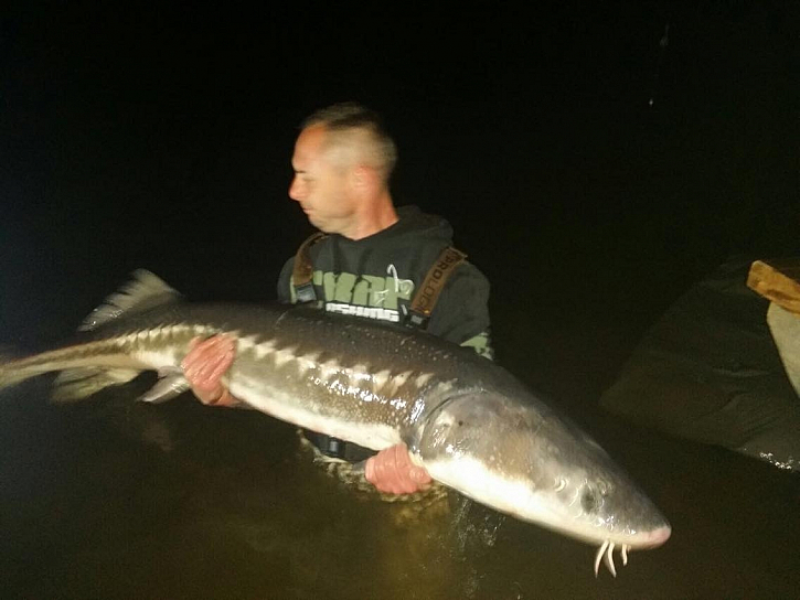 Jeseter 187 cm, 42 kg. Přišel v noci, obrovská ryba, přál bych každému rybářovi ten souboj :)