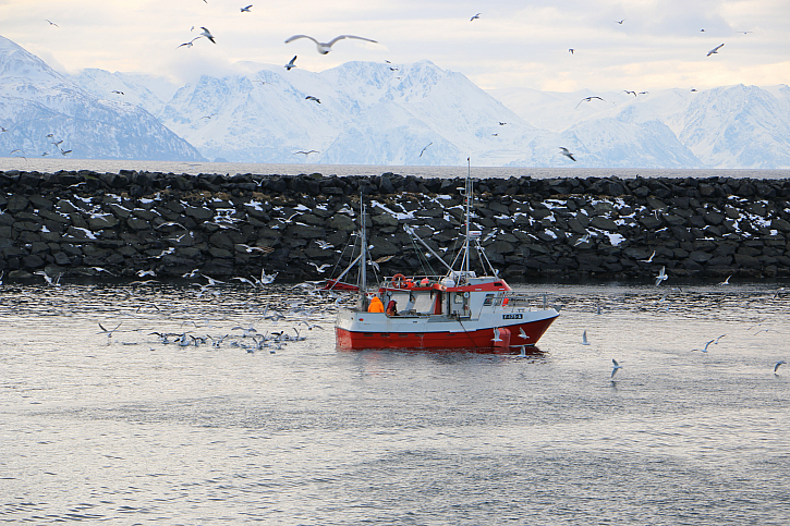 Když se po vydařeném lovu tresek u ostrova Soroya v severním Norsku filetuje rovnou na lodi, mají pak rackové přímo hody. To pak vypadá okolí lodi jako nálet ptáků ve filmu od Hitchcocka.